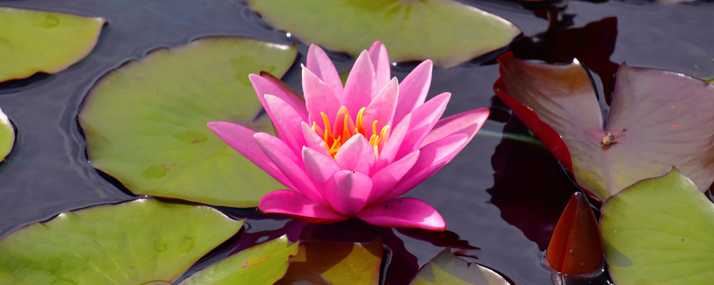Vijveronderhoud in de lente - Vijver opstarten in het voorjaar